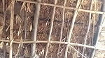 Village girl nude with face