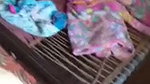 Porn Desi video of Sexy Body girl fucking hard mms