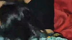 Devar pull his bhabhi hair  fuck her hard