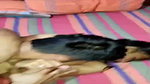 Patni giving Blowjob  fuck on bed