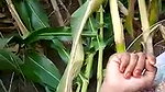 Desi women fuck hard in open field with bf