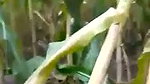 Desi women fuck hard in open field with bf