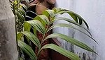 Devar fuck his bhabhi back of the house