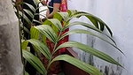 Devar fuck his bhabhi back of the house
