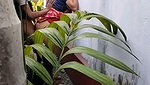 Devar fuck his bhabhi back of the house