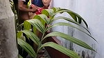 Devar fuck his bhabhi back of the house