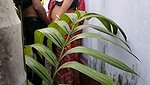 Devar fuck his bhabhi back of the house