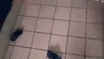 Girlfriend fucking hard  moan loudly