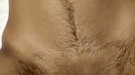 Guy drill hairy girlfriend tight pussy