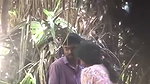 beach side sex video