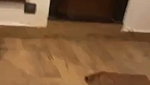 Beautiful Sexy Indian GF Intense Hard Doggy