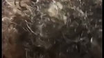 Horny Indian Babe Hard Fucking hot mms must watch