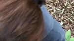 Sexy Pakistani girl giving blowjob in jungle