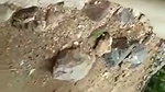 Devar seeing bhabhi pussy