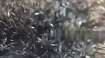 Hairly pussy fuck by lover