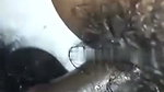 Hairly pussy fuck by lover