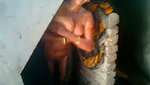 Sexy Village bhabhi showing her bath