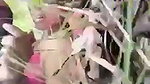 Trapping desi village girl and fucking her outdoor