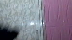 Indian chubby aunty bathing selfie mms