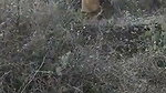 Local randi outdoor fucking mms