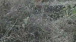 Local randi outdoor fucking mms
