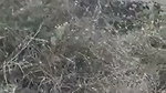 Local randi outdoor fucking mms