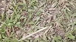jungle mein chudai