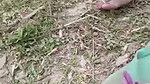 jungle mein chudai