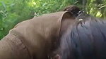 Tamil aunty show her boobs  give Blowjob in jungle