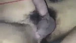 Desi boy give Blowjob  drilling her ass