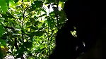 Cute girl with lover in Jungle mms