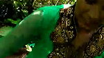 Cute girl with lover in Jungle mms
