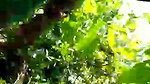 Cute girl with lover in Jungle mms