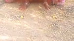 Dehati outdoor peeing video mms
