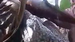 Sugarcane Field Sex of Village couple mms