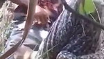 Sugarcane Field Sex of Village couple mms
