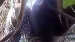 Sugarcane Field Sex of Village couple mms