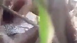 Sugarcane Field Sex of Village couple mms