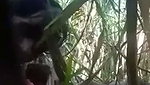 Sugarcane Field Sex of Village couple mms