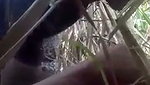 Sugarcane Field Sex of Village couple mms
