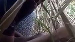 Sugarcane Field Sex of Village couple mms