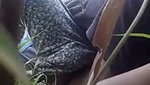 Sugarcane Field Sex of Village couple mms