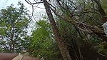Telugu outdoor XXX mms