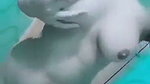 Watch Cute desi college girl   Nude selfie