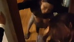 Boyfriend fuck hard his gf in Doggy  moan loudly