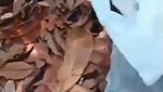 Desi hot college girl fuck hard outdoor