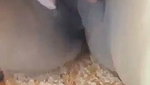 Devar drilling her bhabhi pink pussy hard