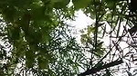 Boyfriend fuck his gf in jungle