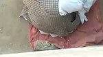 Husband caught his wife with old man