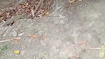 Bihar Bhojpuri baba outdoor XXX